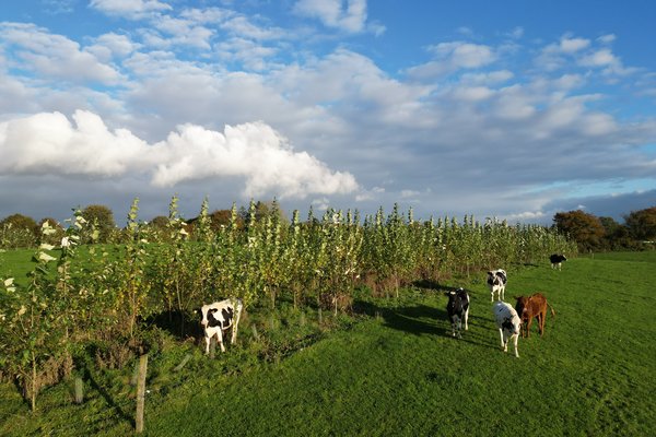 Agroforststreifen mit Kühen