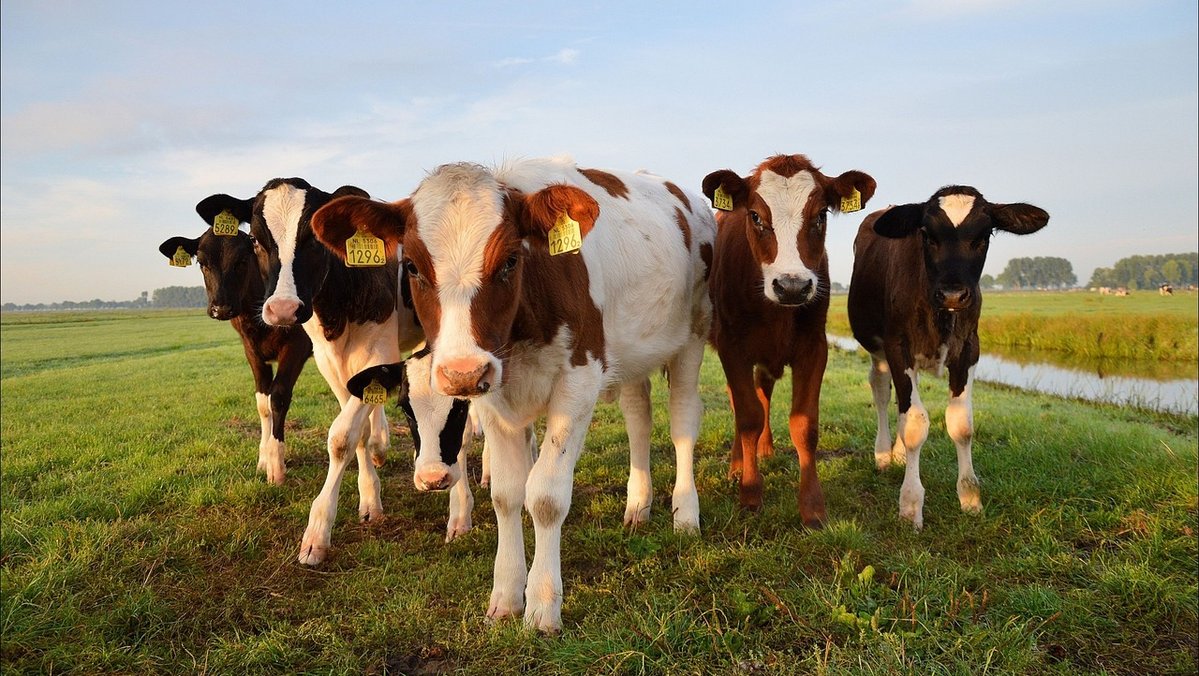 A group of young bulls stands on a peatland.