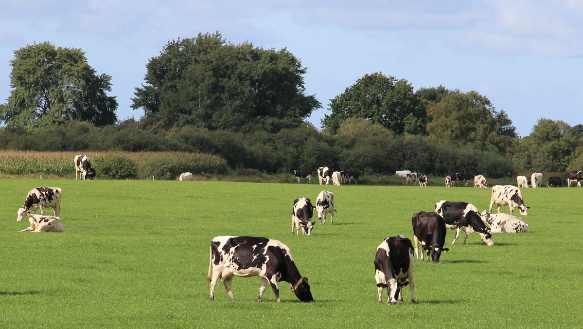 Pastureland where cows graze.