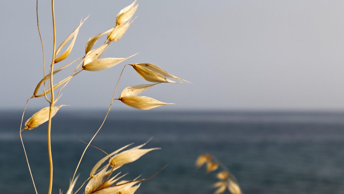 Hafer und im Hintergrund das Meer